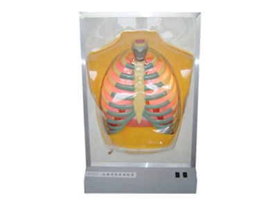 膈肌運動模擬模型