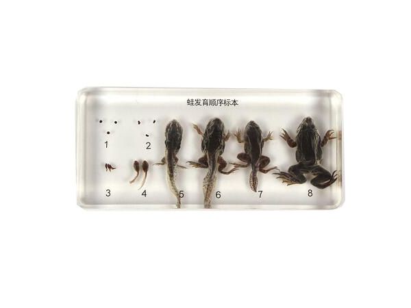 蛙發(fā)育順序標本